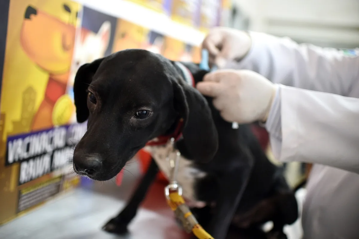 DF tem vacinação de pets contra a raiva animal em 151 endereços neste sábado; veja como participar