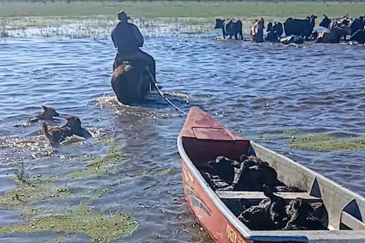 “Se inunda todo”: impactantes imágenes de un éxodo obligado para salvar las vacas