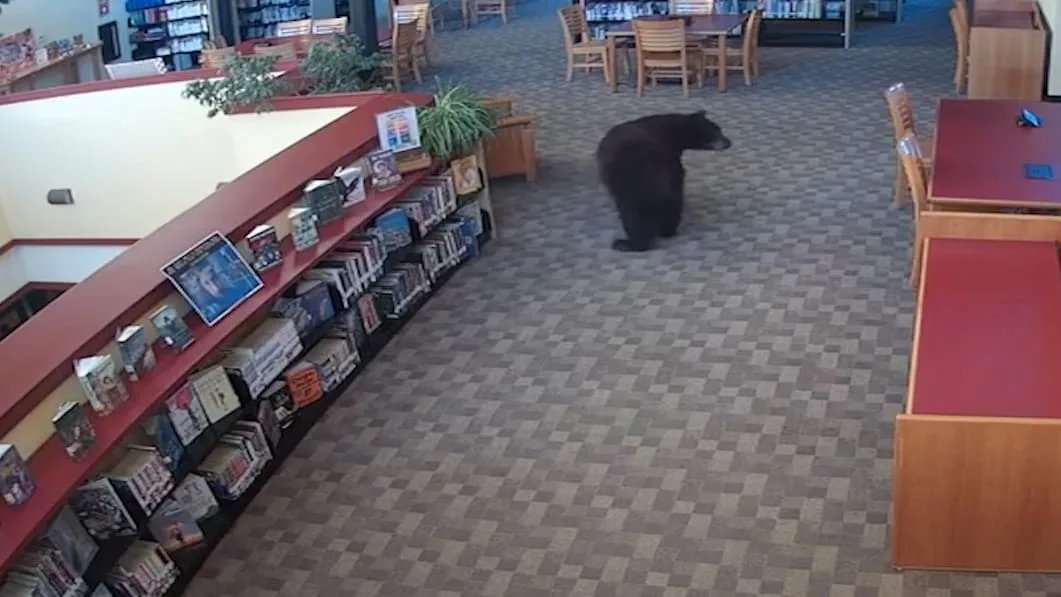 Dieser Besucher braucht keinen Bibliotheksausweis - Bär auf Bücherjagd