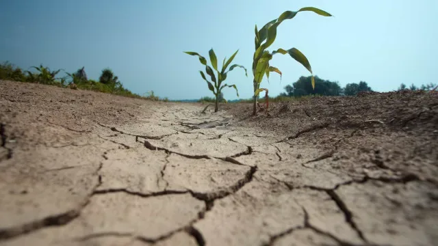 Comissão Europeia aprova ajudas de Estado ao setor agrícola português