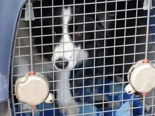Trois chiens et quatre chats sauvés dans des logements insalubres lors d’opérations dans les Alpes-Maritimes