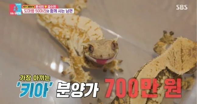 윤석민, 도마뱀 50마리와 함께 산다…“최고 분양가 700만 원”