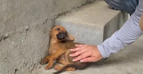 Rescataron a cachorrito en el Chocó tras el terremoto y el video conmovió en redes: “Cambiaremos el miedo por amor”
