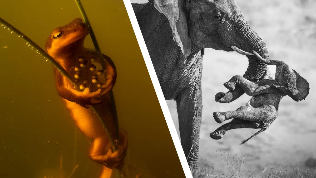 See the ‘heartbreakingly poignant’ Wildlife Photographer of the Year 2026 winning photo