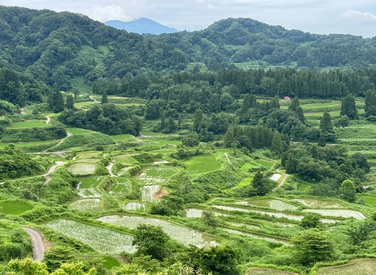 [박진배의 공간과 스타일] [360] 일본 니가타의 다랑이논