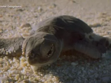 WATCH: Moment on Earth: Baby green sea turtles delight