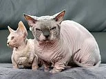Charities issue urgent warning over 'Frankenstein cats' including Scottish folds, Persians and new 'XL bully' breeds