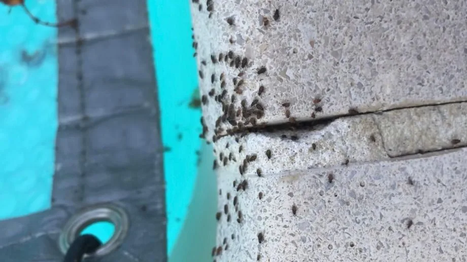 VIDÉO - Dangerosité, origine : tout savoir sur les punaises des champs qui envahissent des maisons dans l'Ouest