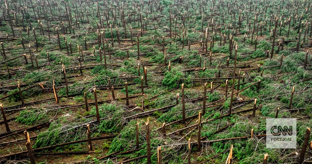 "Cerca de 20 mil camiões de madeira" já foram retirados dos terrenos afetados pela tempestade Kristin