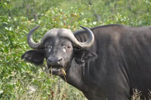 Buffalo poached inside Kruger park