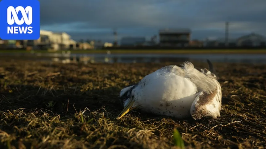 Breaking: Bird flu suspected after more than 1,000 birds found dead in three mass mortality events in SA