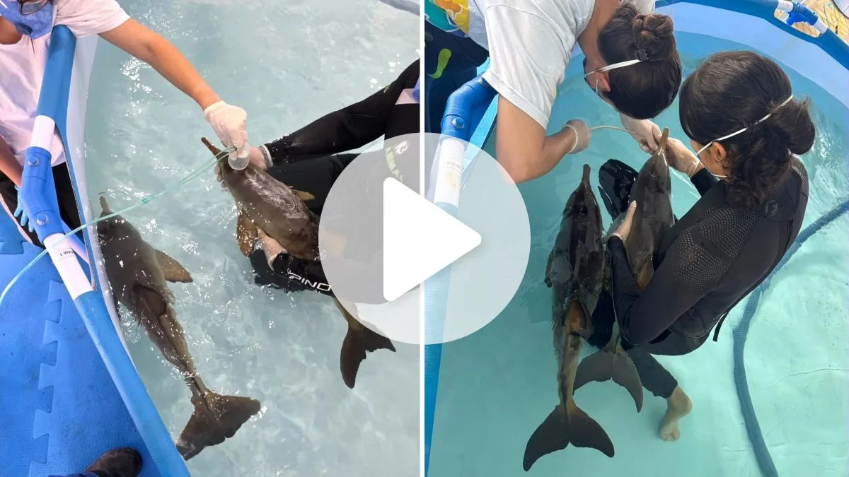 Filhotes de espécie aquática ‘superameaçada’ de extinção são resgatados em estado grave e trazidos do RS para reabilitação em Florianópolis