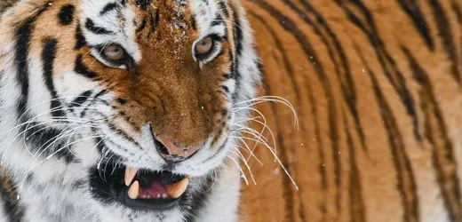Yorkshire Wildlife Park: Mann betritt Tiger-Gehege und wird tödlich verletzt