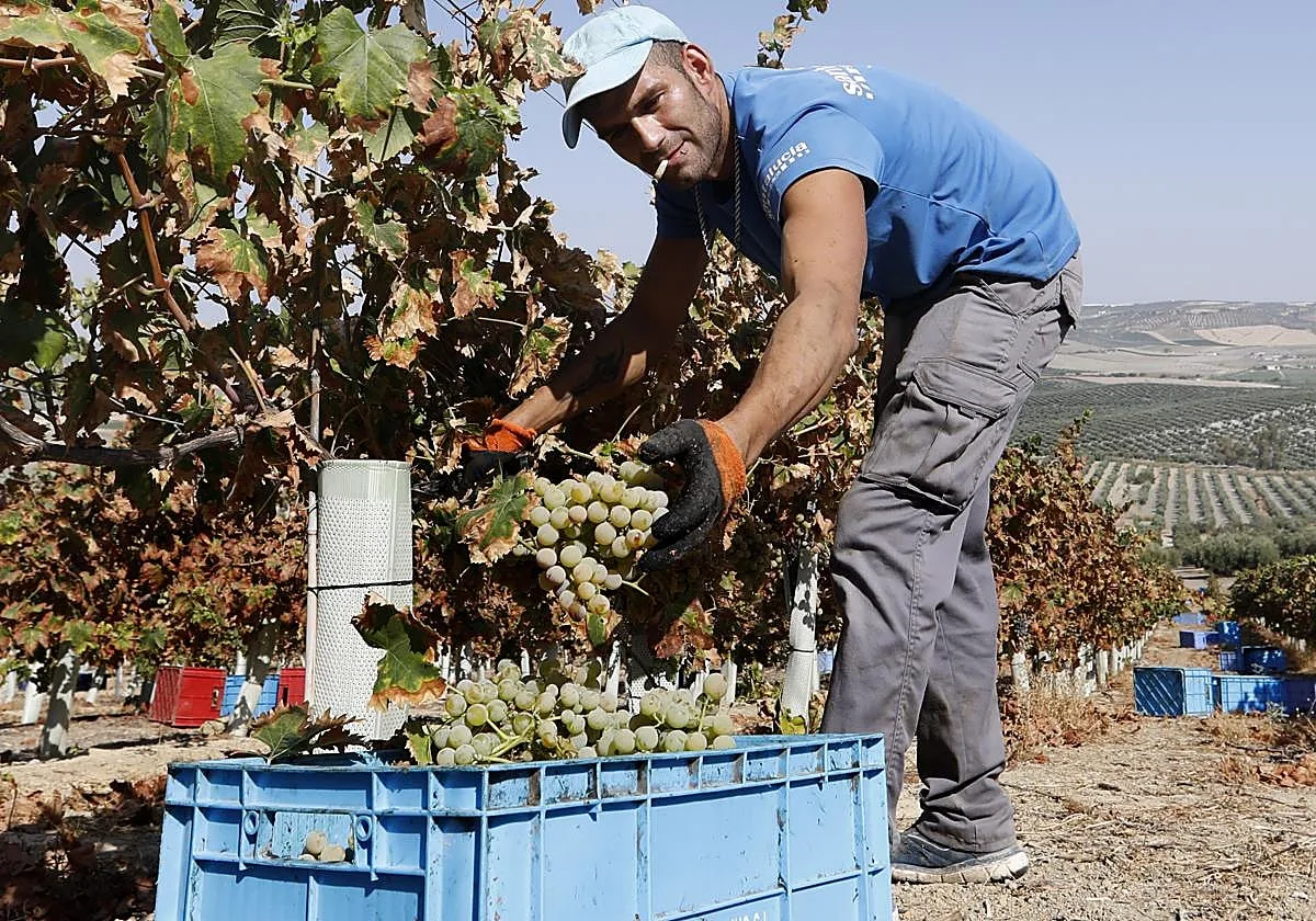 Bodegas alertan de la gran dificultad para lograr jornaleros para la vendimia en el marco Montilla-Moriles