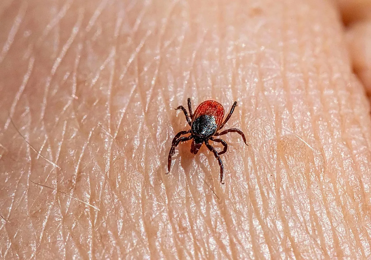 Las garrapatas ya no mueren de frío y tienen más fauna a la que chupar la sangre