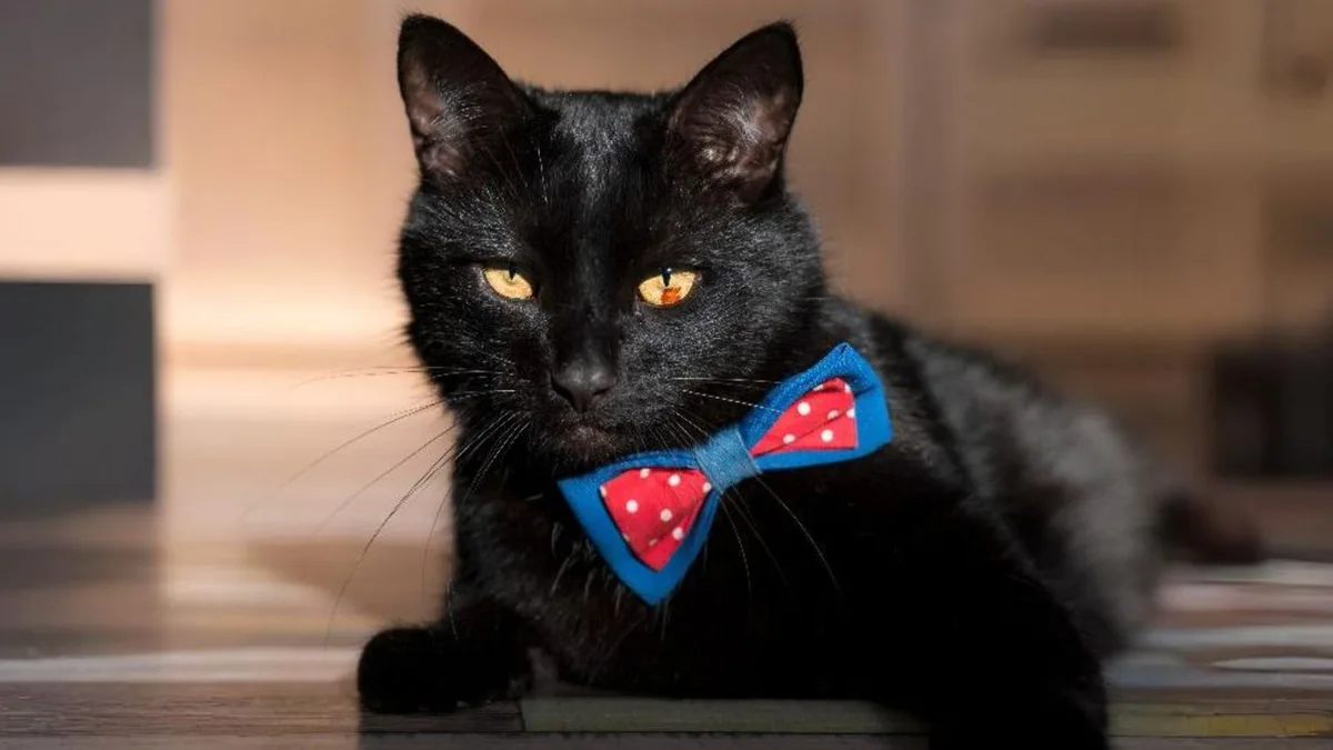 La psicología dice que las personas que escogen a los gatos negros tienen una mayor empatía hacia los animales