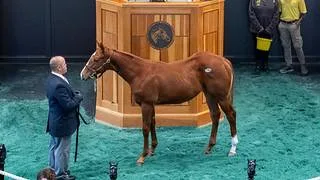Hijo de la primera camada de Dornoch es la cifra más alta el primer día de subasta en Fasig-Tipton
