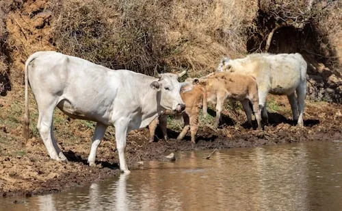 Agricultura atiende caso de becerro con aftas en Sonora; pide hacer revisiones cuidadosas hasta que se descarte fiebre aftosa