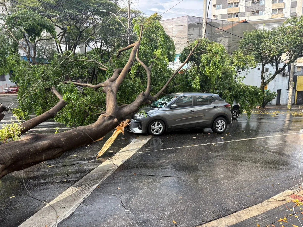 Quedas de árvores sobre carros e fiação elétrica são registradas em BH após chuva intensa