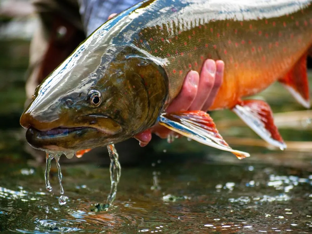 Shocked, Then Trucked. Why BC Arranges Road Trips for Live Fish
