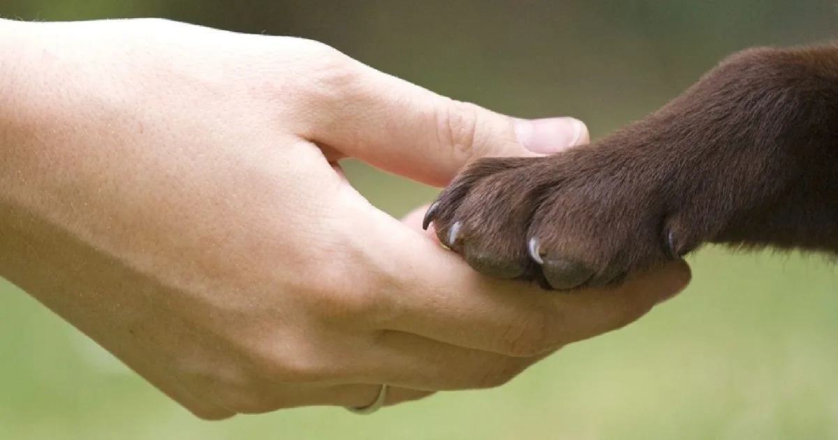 Perros y gatos buscan un hogar en Caballito: dónde y a qué hora será la nueva jornada de adopción este fin de semana