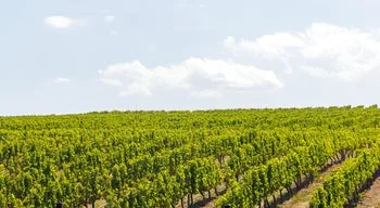 Coesão e Agricultura: as prioridades de Portugal e do Parlamento Europeu para o Orçamento Comunitário