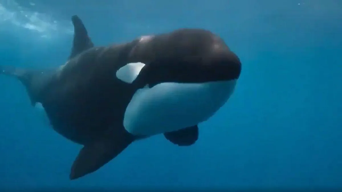 A rare orca known as “La Abuela” was found with wounds consistent with shotgun pellets; could threaten an entire Iberian population of fewer than 40 whales