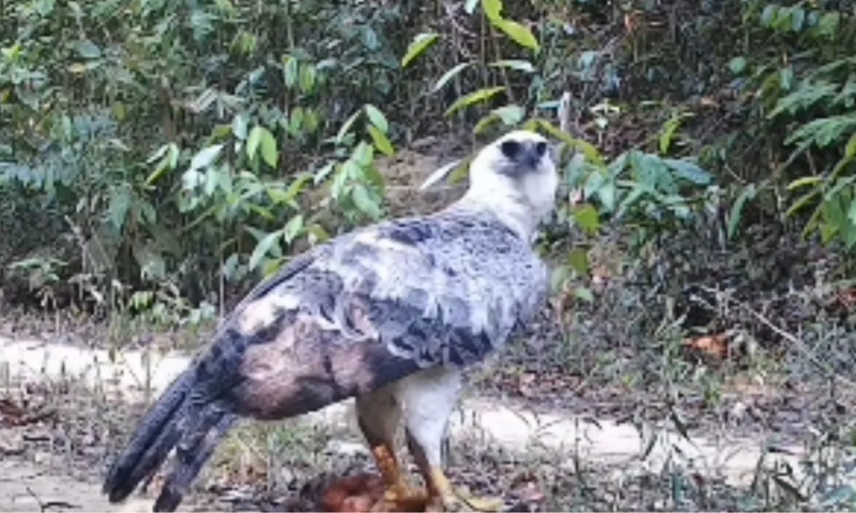 Harpia é flagrada predando macaco-guariba; "não consegui entender o que que era", diz biólogo