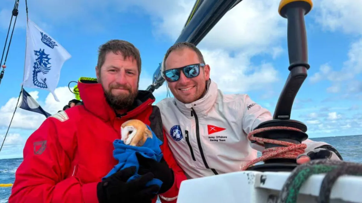 Tiny owl flies 70 miles offshore, collapses on yacht and finds unlikely rescuers