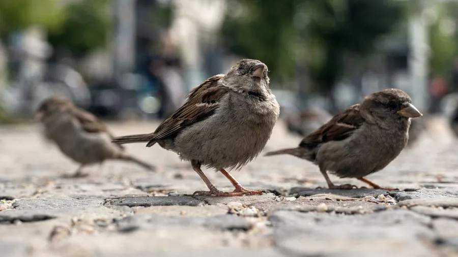 Mysteriöser Schwund in Berlin: Das Tschilpen verstummt - Spatzen „wie in Luft aufgelöst“