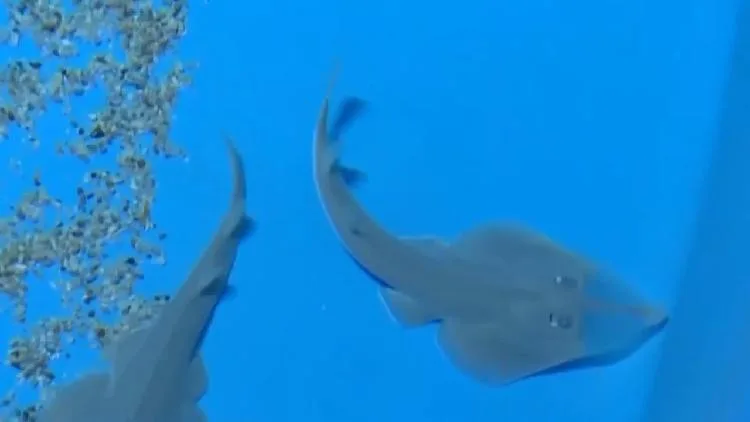 Twelve critically endangered giant shovelnose ray pups born in Sanya