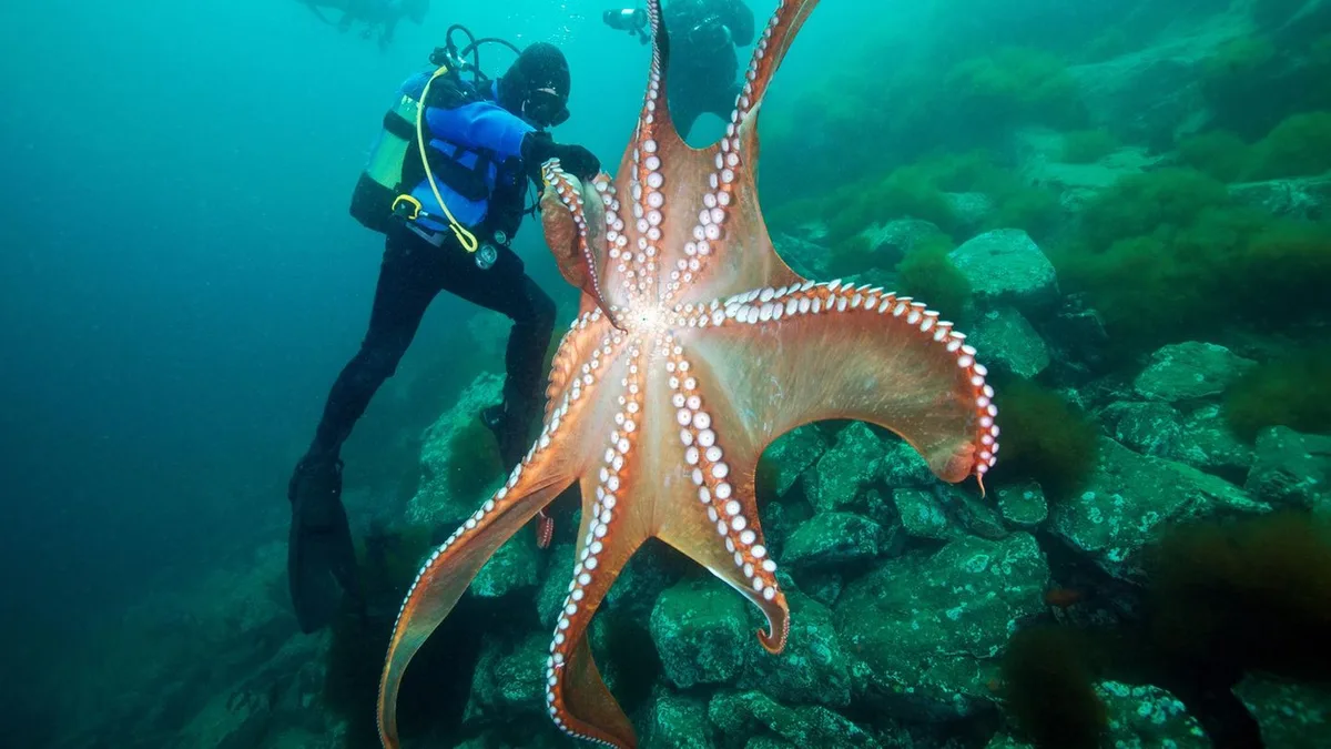 Klima: Kraken erobern die Nordsee – warum die Tiere zu uns kommen