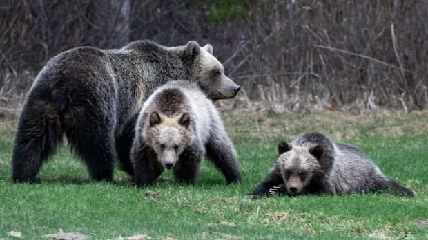 Woman fined after grizzly bear run-in with off-leash dog in Banff National Park