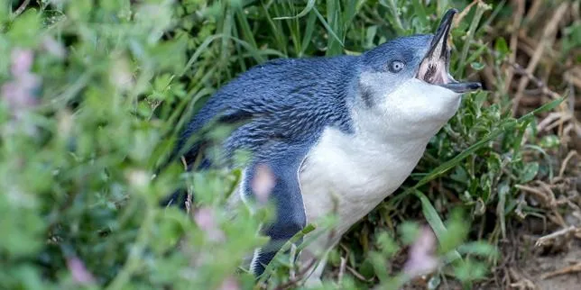 L’Australie vaccine 5 000 manchots pygmées pour les protéger d’un variant hautement pathogène de la grippe aviaire