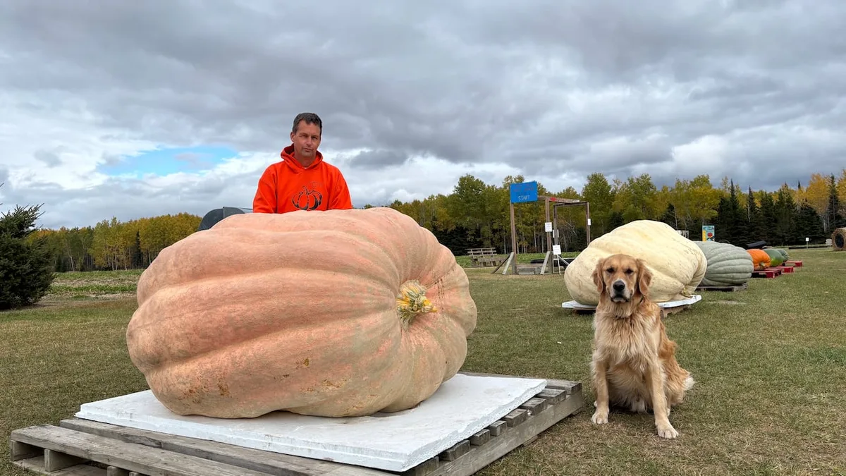 Ontario grower's 1,711-pound pumpkin nearly snagged top prize at Pumpkinfest. Then he was disqualified