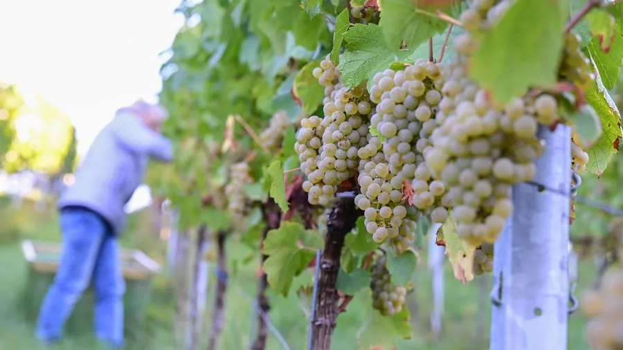 Frankreich: Eine der schwächsten Weinernten seit Jahrzehnten erwartet