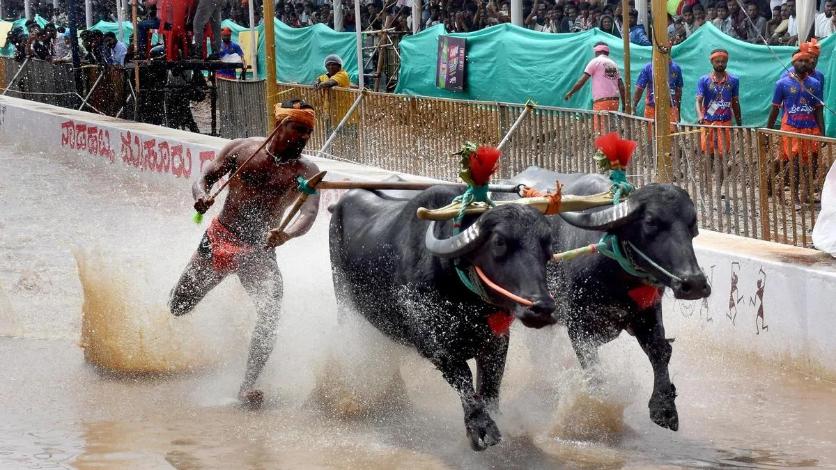 150 buffalo pairs race as Kambala debuts at Mysuru Dasara