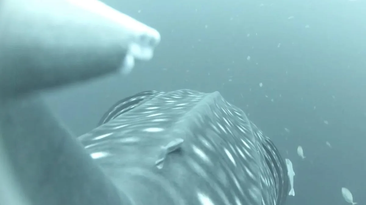 Colocan una GoPro en la aleta de un tiburón ballena y graban cosas que nunca nadie había podido ver