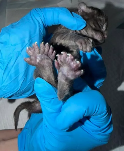 “발가락이 무려 29개”…美 고양이, 24년 만에 기네스 신기록 새로 썼다