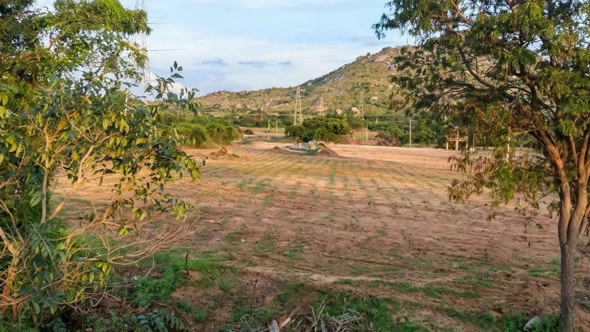 Kharif prospects turn grim in Chittoor as monsoon runs dry