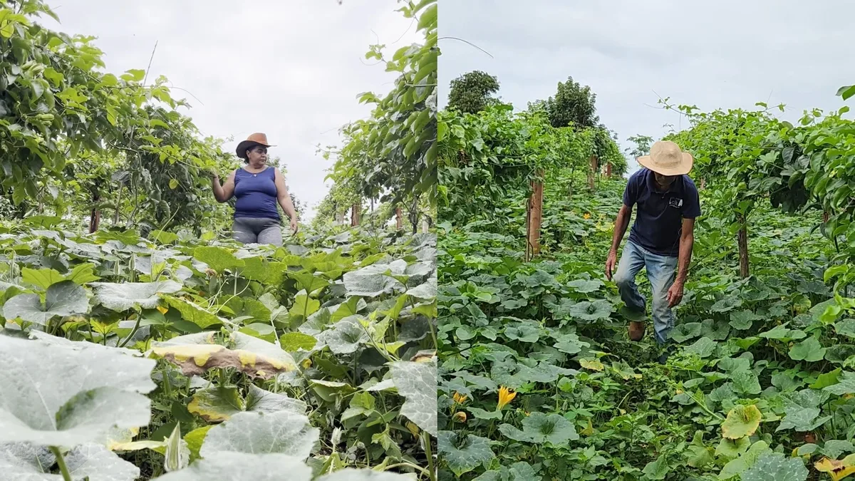 Programa abre 130 vagas com bolsa de R$ 1 mil para jovens da agricultura familiar no PI