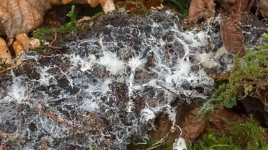 Mit Pilz-Myzel "Lebensmittel vor Ort herstellen"