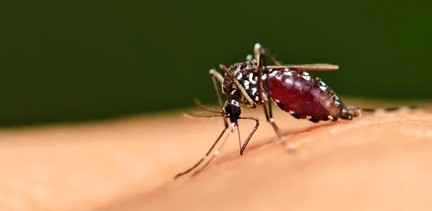 Aedes aegypti, mosquito da dengue, se reproduz pela 1ª vez no Reino Unido