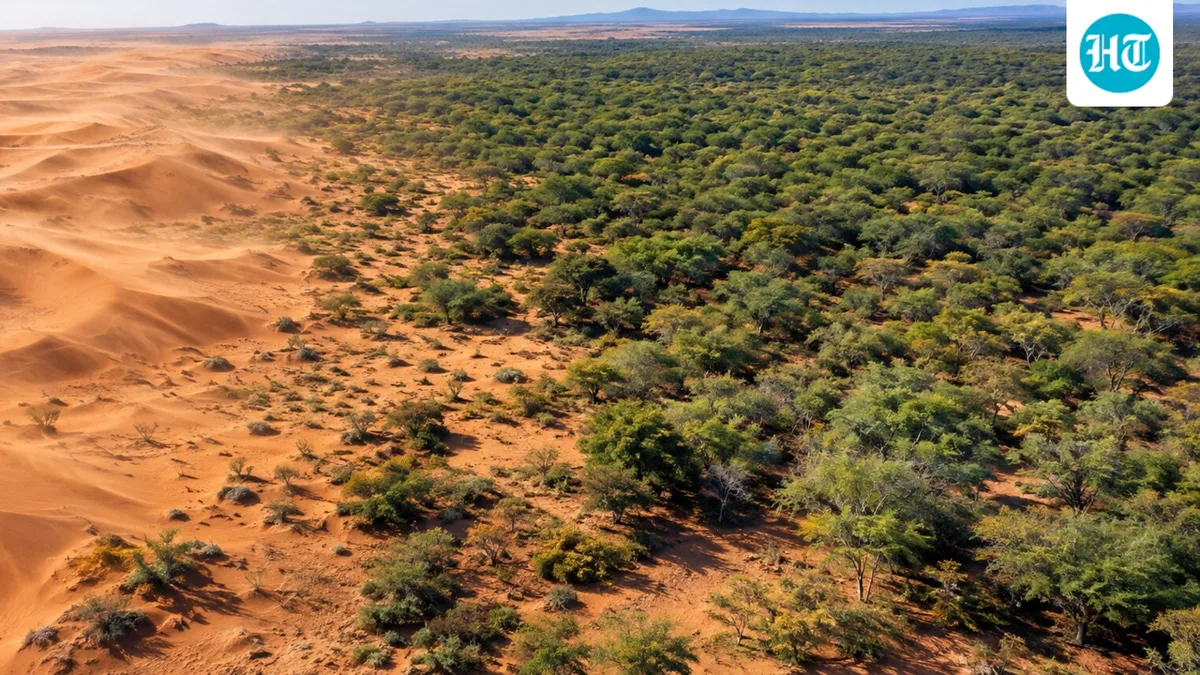 In Kenya, a tree planted to halt desertification has reportedly spread across 2 million hectares; experts say about 75% of the country is at risk