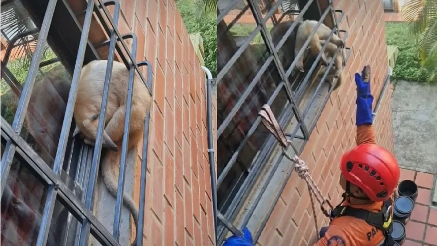 VIRAL: Rescataron a un oso hormiguero que estaba atrapado en la ventana de un apartamento en Guarenas