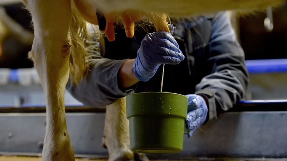 "Ce qui remonte le moral, c'est l'herbe qui repousse" : la production de lait en Mayenne en forte baisse cet été