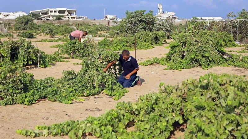 Seulement 3% des terres agricoles de la bande de Gaza sont encore intactes et accessibles