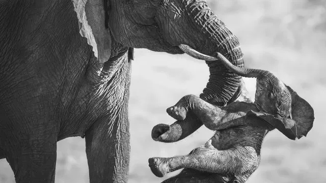 Fotografia de elefante e cria morta vence prémio. "Luto não é só humano"