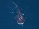 Shock gathering of 2,000 ocean predators off US coast reveals hidden extinction threat