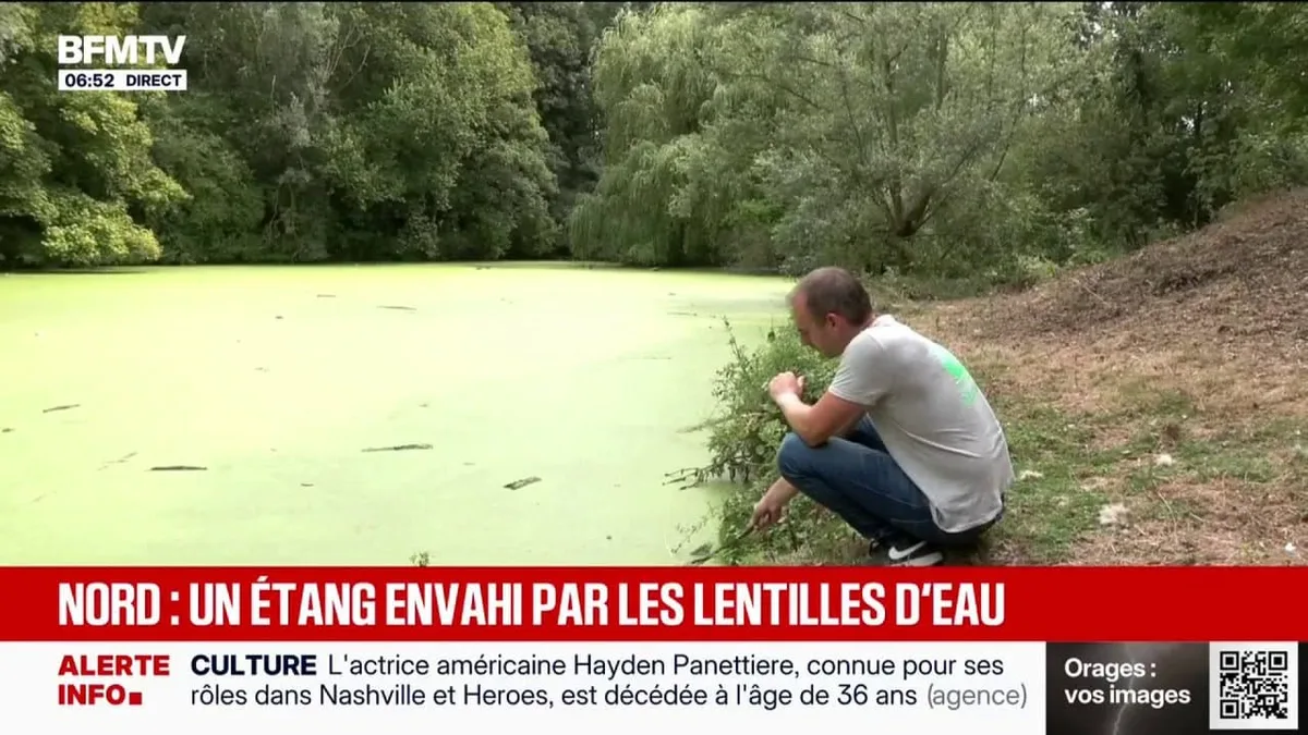 La biodiversité d'un étang du nord menacé par la prolifération rapide de lentilles d'eau